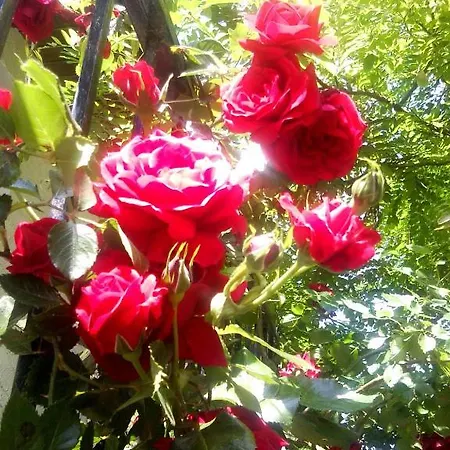 尚布雷德勒克劳斯杜穆里尔酒店 住宿加早餐酒店