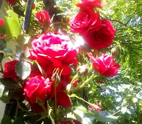 D'hotes Le Clos Du Murier Bed and Breakfast